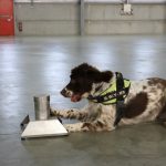 Wales’ top tobacco sniffer dog faces death threats from criminal gang