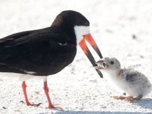 The photograph of the bird trying to feed its chick on a cigarette butt was described as heartbreaking ( Karen Mason/Facebook )