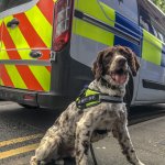 Scamp the sniffer dog uncovers illegal tobacco haul in Powys