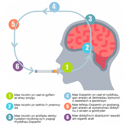 brain-graphcwelsh